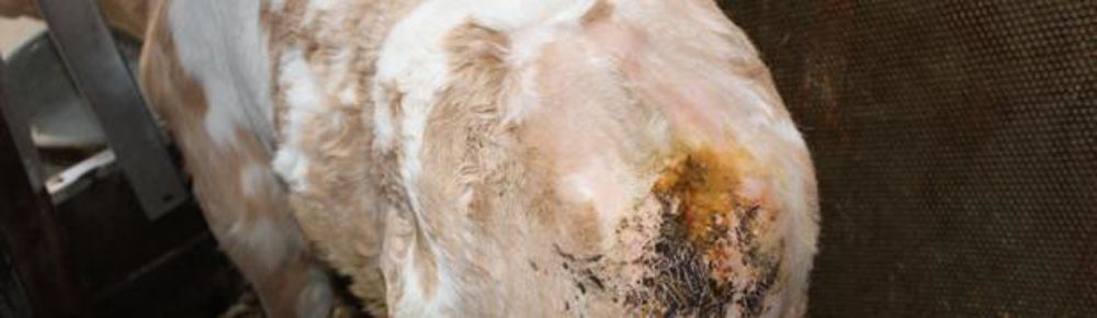 Le veau  croisé normand charolais ne possédait aucune vertèbre coccygienne, donc pas de queue non plus, mais il était dans un bon état général.